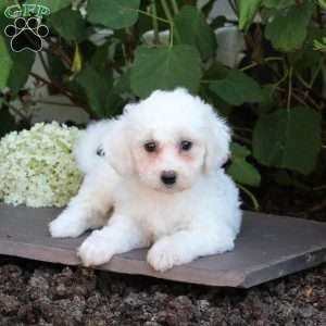 Misty, Bichon Frise Puppy